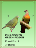 Pink-necked Green-pigeon