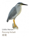 Little Heron