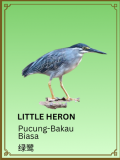 Little Heron