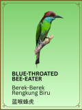 Blue-throated Bee-eater