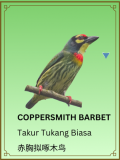 Coppersmith Barbet