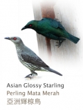 Asian Glossy Starling