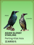 Asian Glossy Starling
