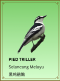 Pied Triller