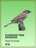 Eurasian Tree Sparrow