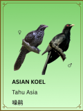 Asian Koel