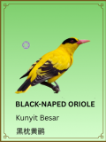 Black-naped Oriole