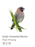 Scaly-breasted Munia