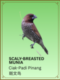 Scaly-breasted Munia