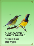 Olive-backed/Ornate Sunbird
