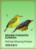 Brown-throated Sunbird