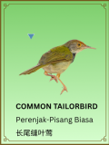 Common Tailorbird