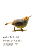 Ashy Tailorbird