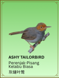 Ashy Tailorbird