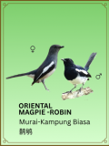 Oriental Magpie-Robin