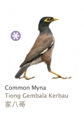 Common Myna