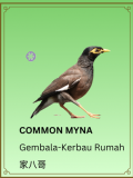 Common Myna