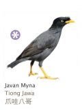 Javan Myna
