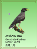 Javan Myna