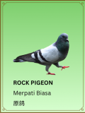 Rock Pigeon
