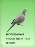 Spotted Dove