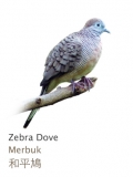 Zebra Dove