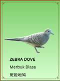 Zebra Dove