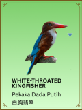 White-throated Kingfisher