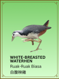 White-breasted Waterhen