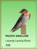 Pacific Swallow