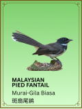 Malaysian Pied Fantail
