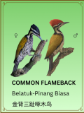 Common Flameback