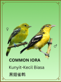 Common Iora