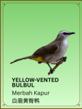 Yellow-vented Bulbul