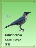 House Crow